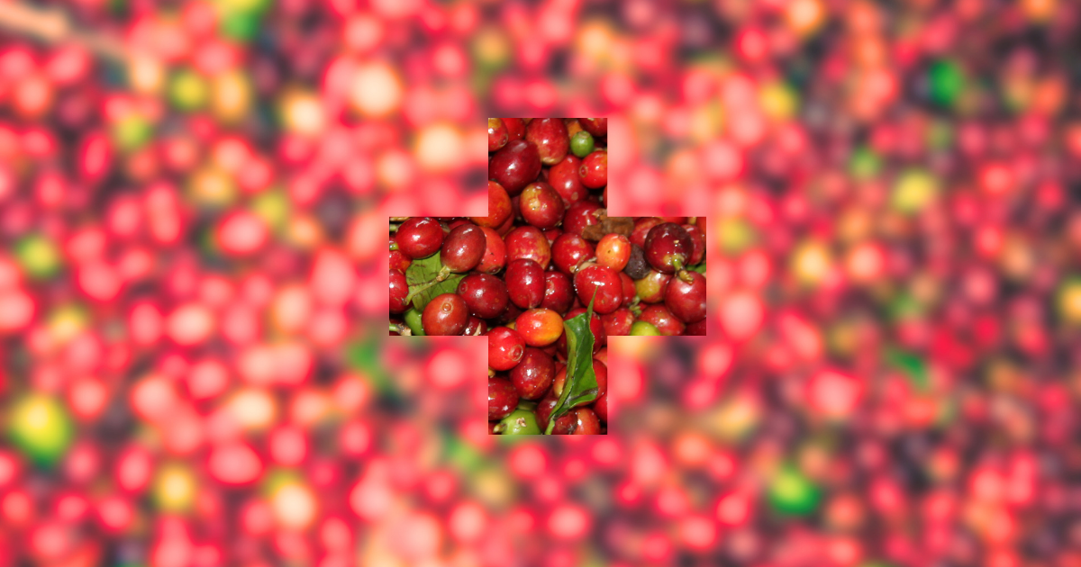 Despite the absence of plantations on its territory, Switzerland emerges in the coffee market as a major player, already handling more than 50% of global trade