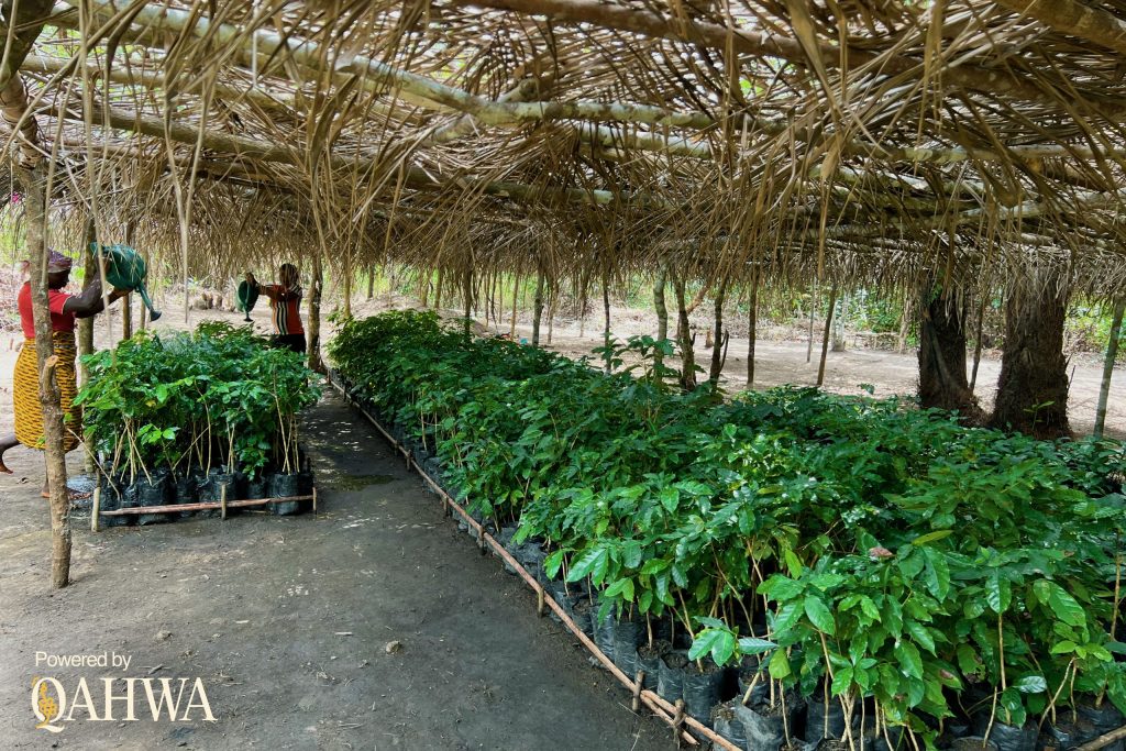 Crisi globale del caffè: prezzi record e scenari incerti per il mercato europeo