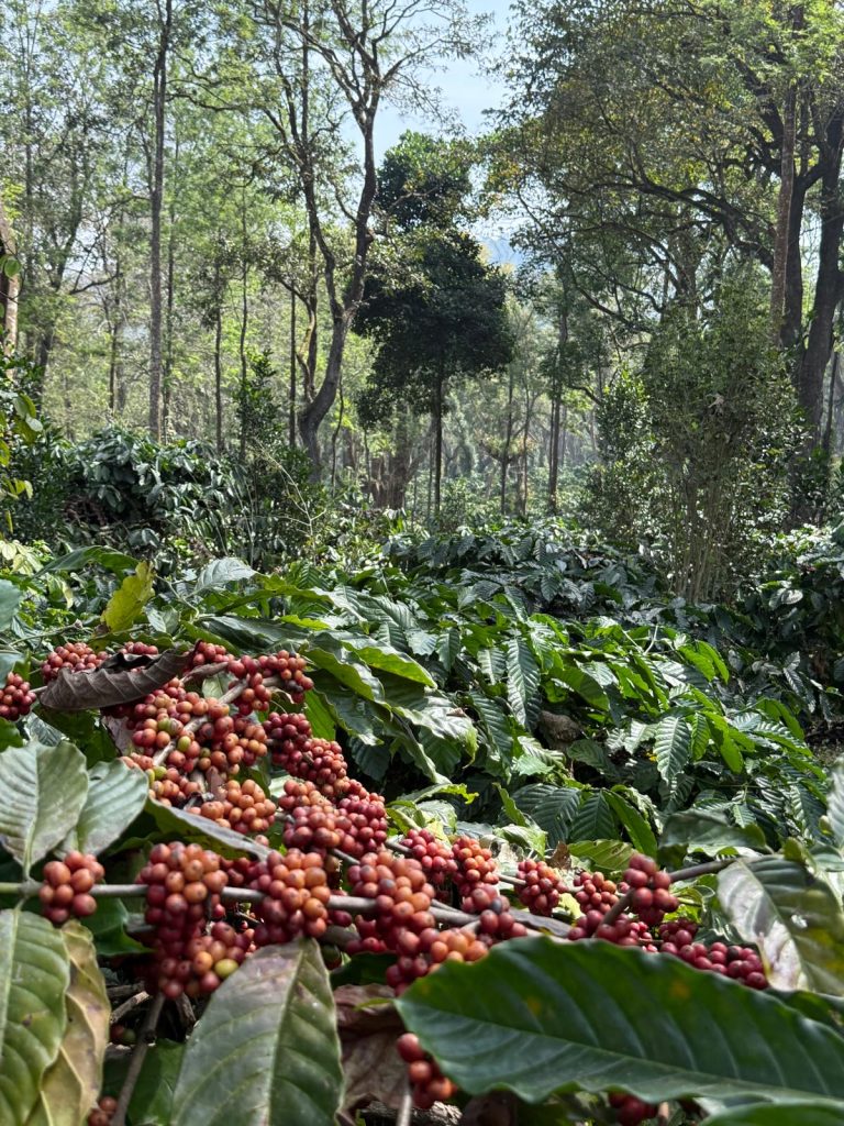 The deforestation: Brussels delays new EU law