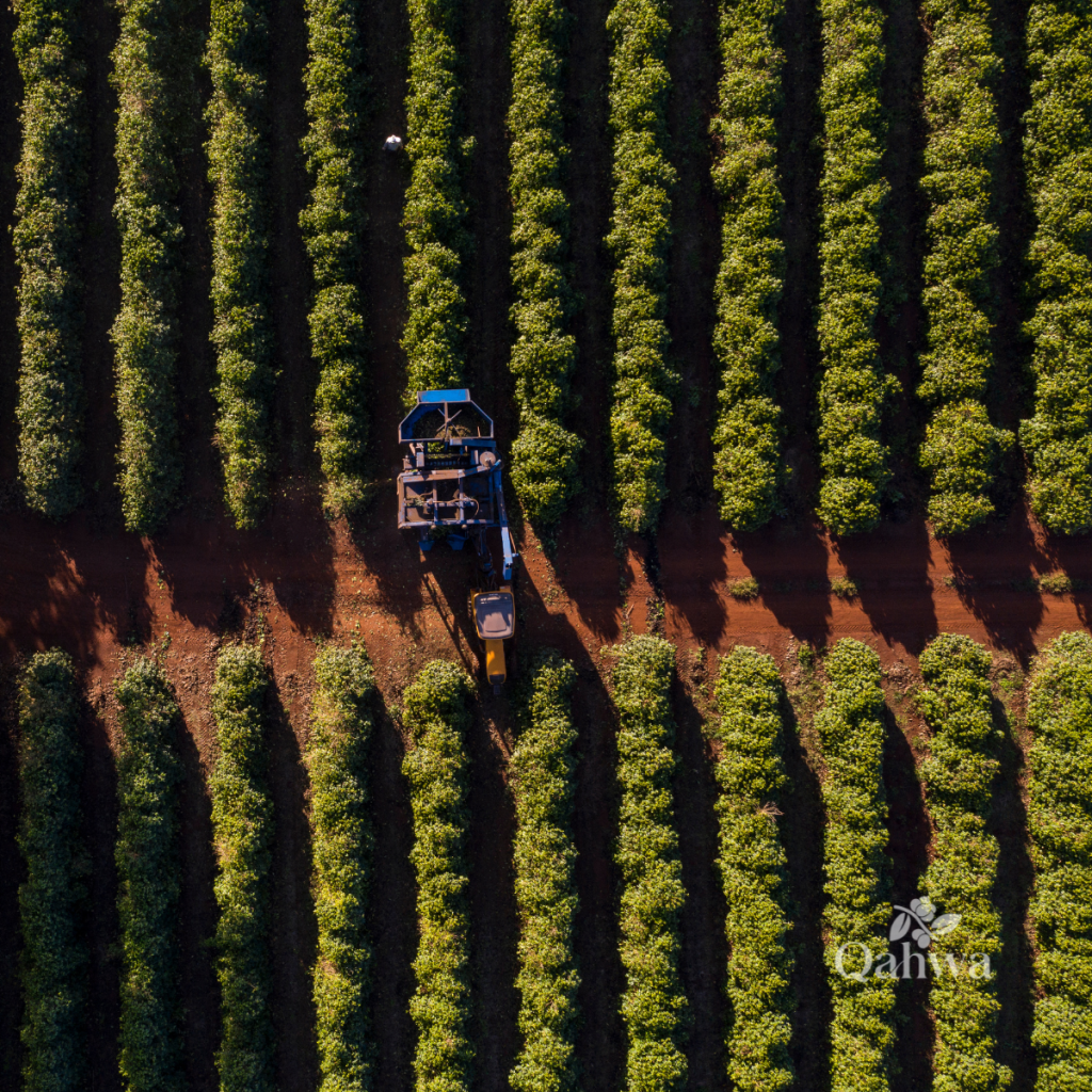 Brazil is heading toward a large 2026/27 coffee crop, but timing, quality and physical availability remain critical for B2B buyers.