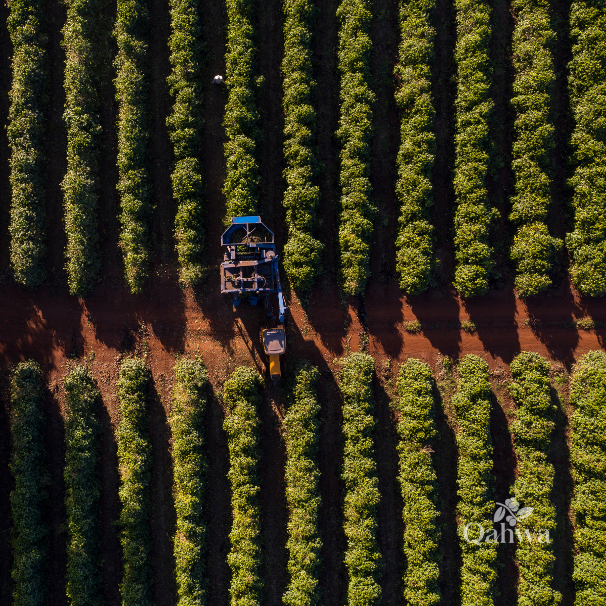 Brazil is heading toward a large 2026/27 coffee crop, but timing, quality and physical availability remain critical for B2B buyers.